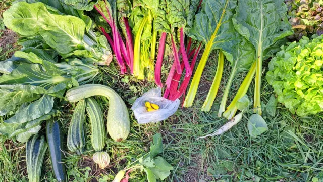 Ernte (Foto: BW) Ernte (Foto: BW)