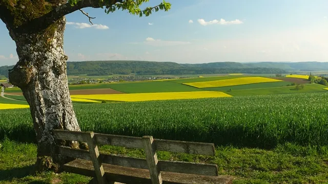 Knorrige Ruhe (Foto: Werner Näf) Knorrige Ruhe (Foto: Werner Näf)